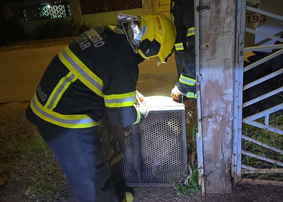 Corpo de Bombeiros captura dois pitbulls após cães invadirem residência em Confresa