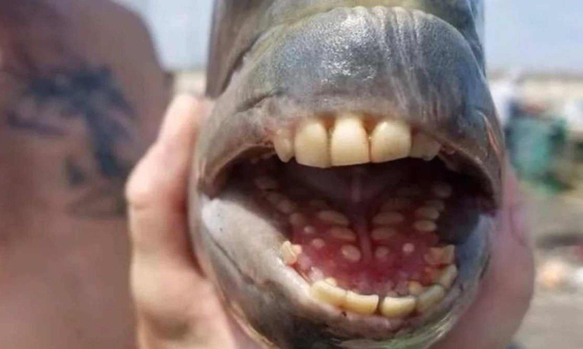 Vídeo: peixe com 'dentes humanos', comprado por família de BH, viraliza